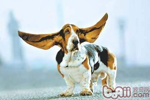 巴吉度犬