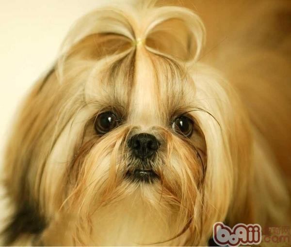 西施犬