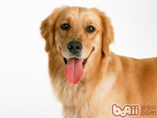 金毛犬