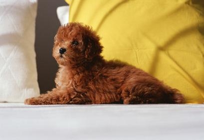 貴賓犬