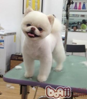 博美清涼造型