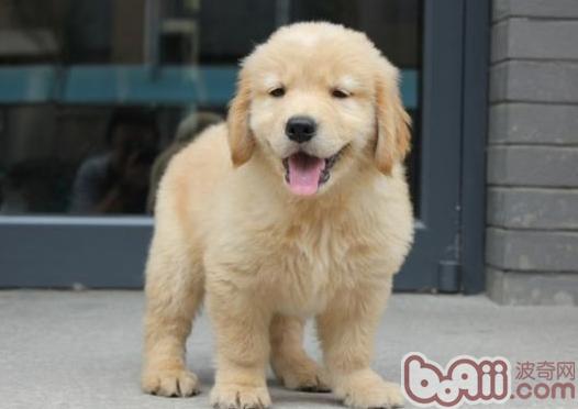 金毛犬
