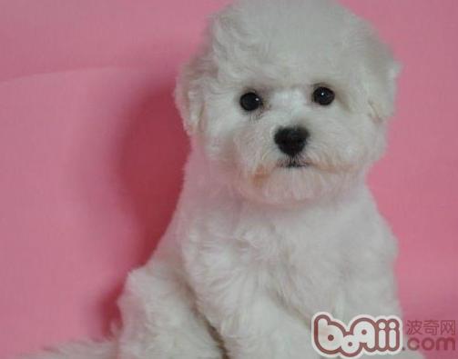 比熊犬