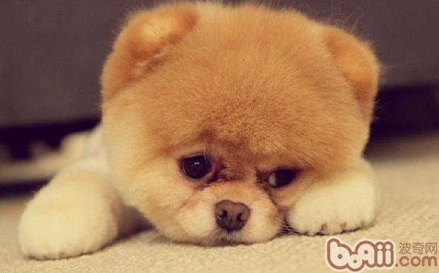 博美犬