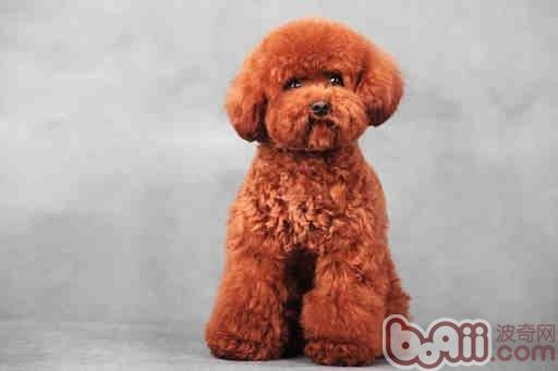 泰迪犬