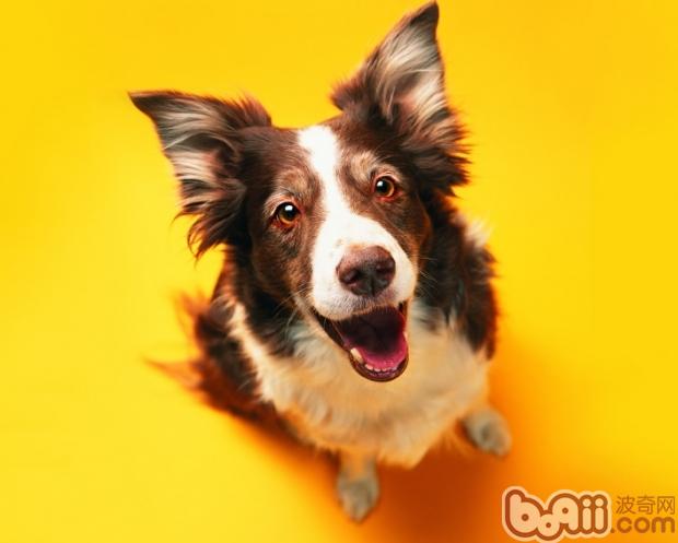 邊境牧羊犬