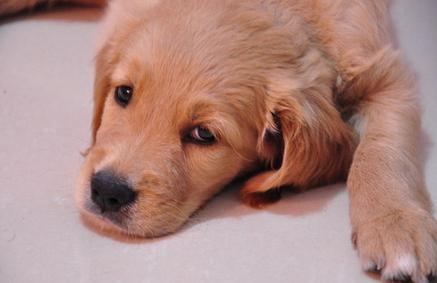 金毛犬