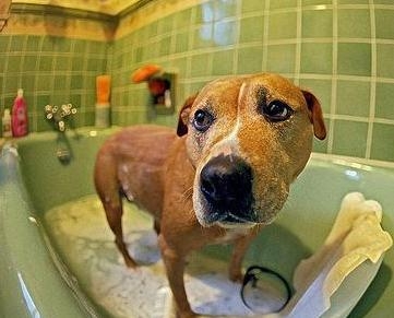 狗狗洗澡