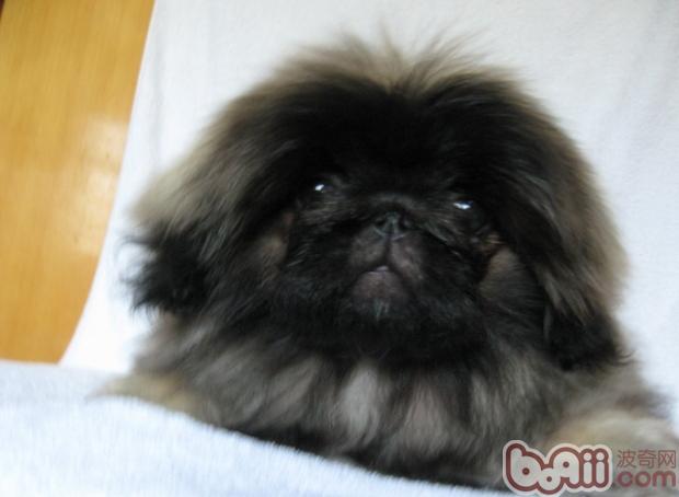 京巴犬