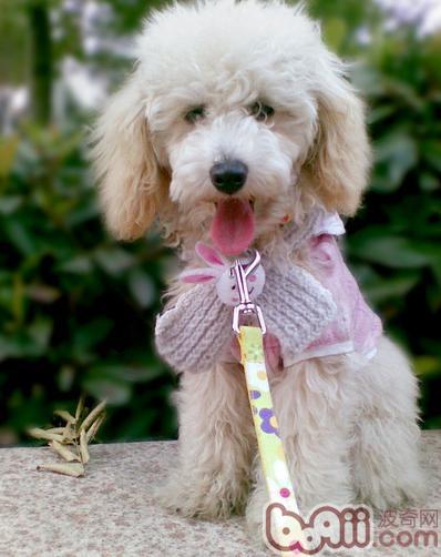 貴賓犬
