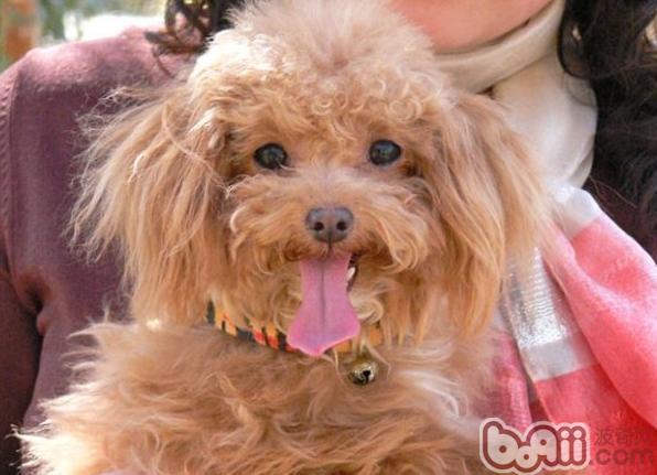 貴賓犬