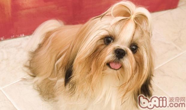 西施犬