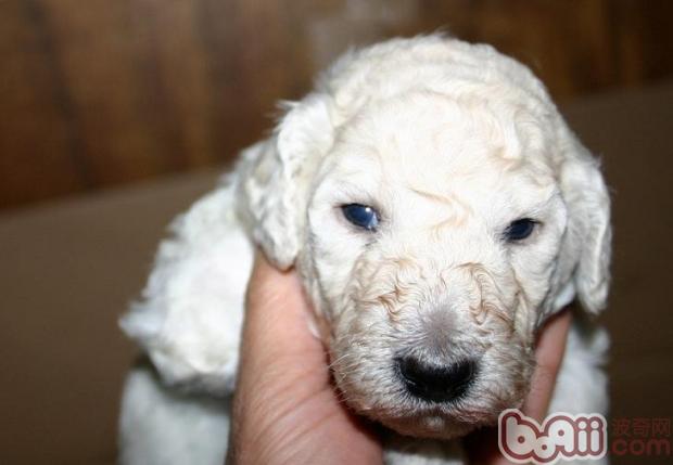 貴賓犬