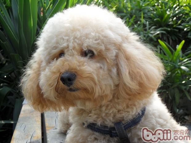 貴賓犬