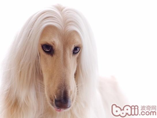 阿富汗犬