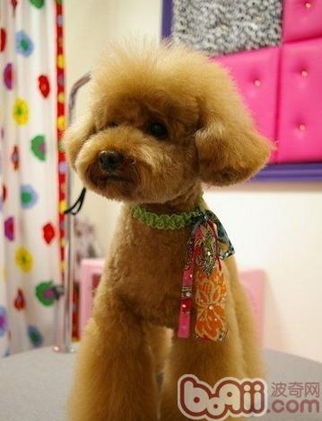 貴賓犬