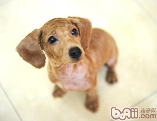 貴賓犬