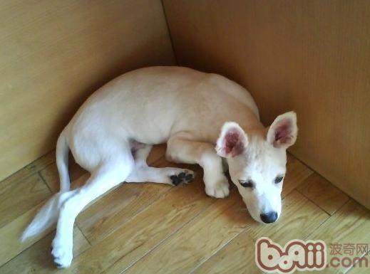 狗狗剃毛