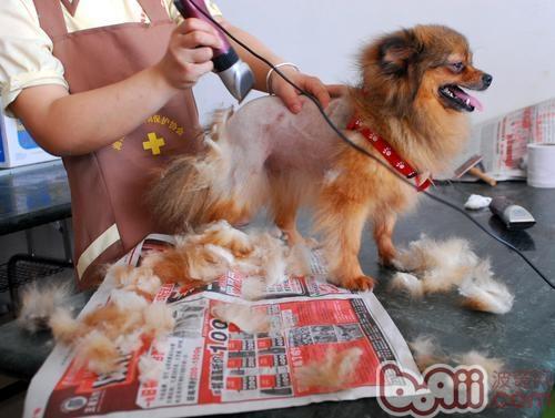 狗狗剃毛