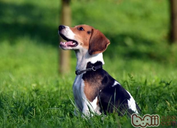 比格犬