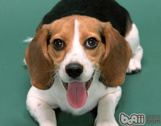 比格犬
