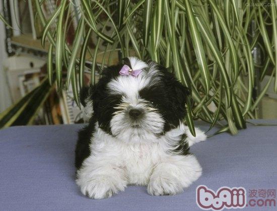 寵物犬