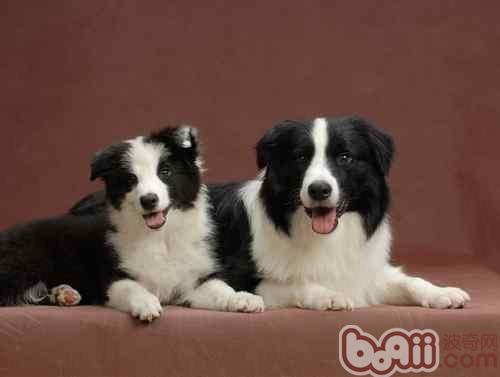 寵物犬