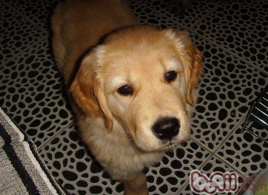 金毛犬