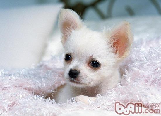 寵物犬