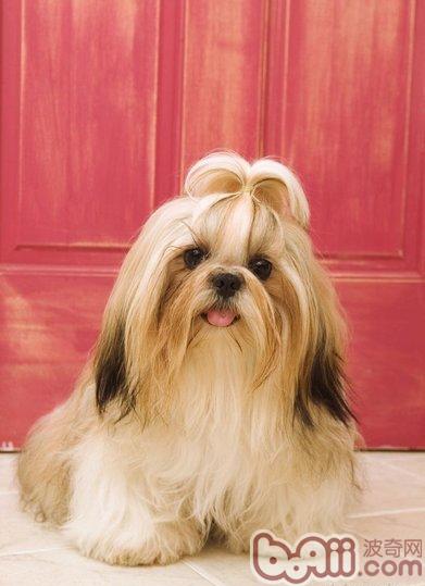 西施犬
