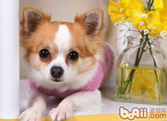 寵物犬