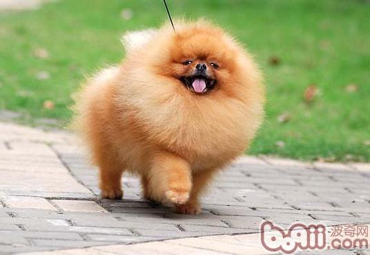 博美犬