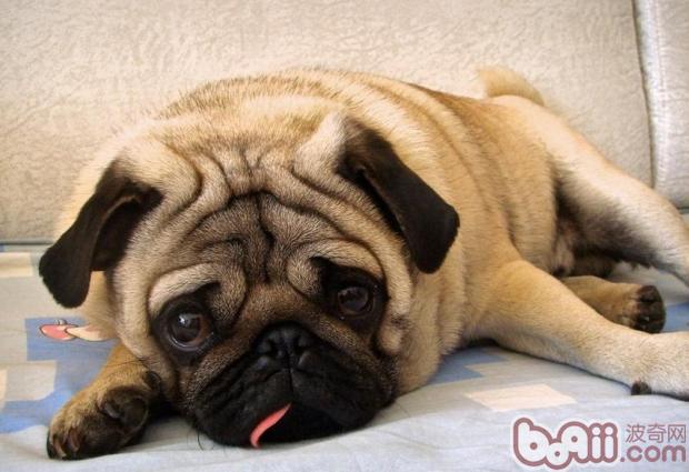 八哥犬
