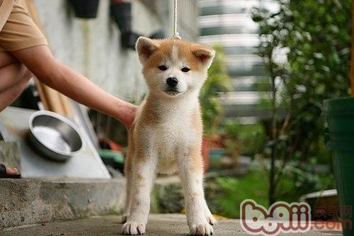 秋田犬