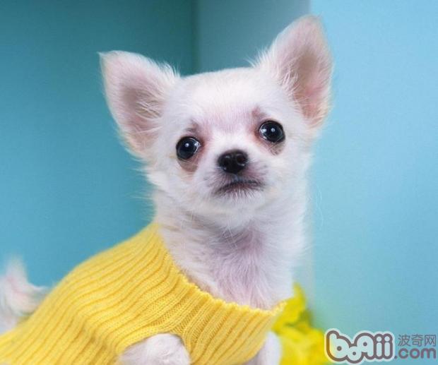 寵物犬