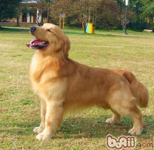 金毛犬