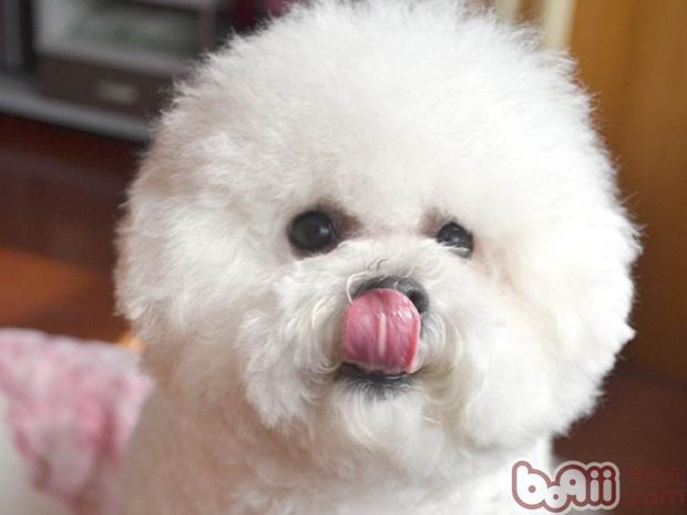 寵物犬