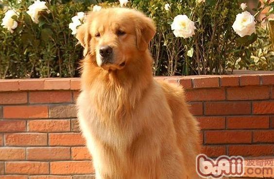 金毛犬