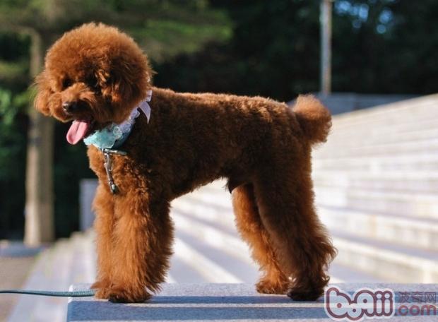 貴賓犬