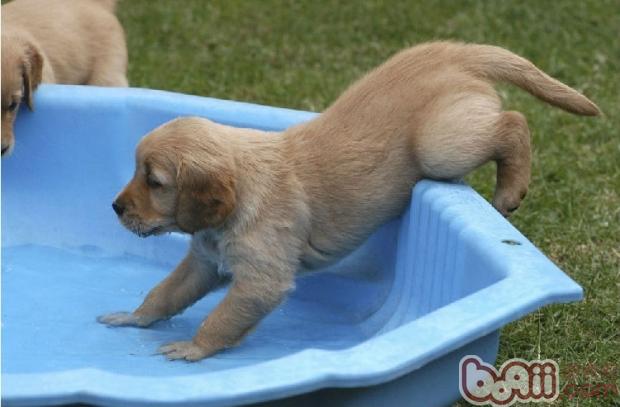 金毛幼犬