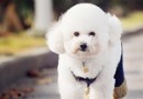 關於貴賓犬褪色的問題