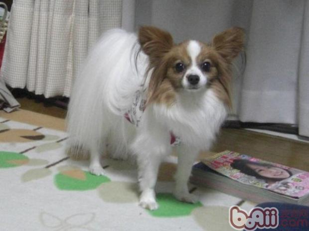 蝴蝶犬