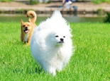 長毛犬如何進行日常毛皮護理