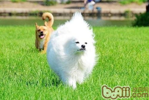 長毛犬護理..png