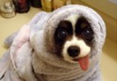 狗狗冬季美容需要注意的事