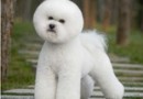 幾種常見犬種的美容
