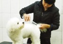 北美工作犬會美容師是如何進行認證的