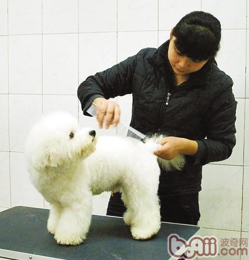 寵物犬