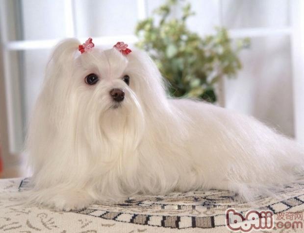 狗狗美毛.jpg