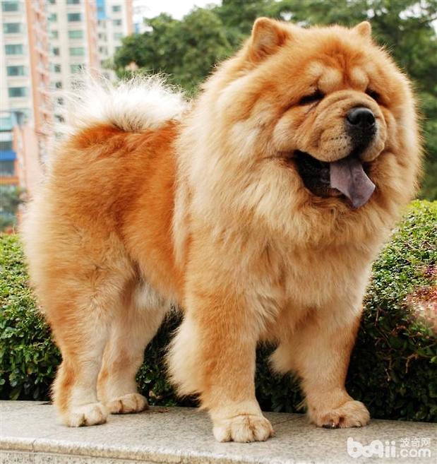 松獅犬